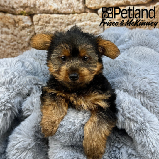 [#M08379] Black and Tan M Yorkshire Terrier Puppies for Sale
