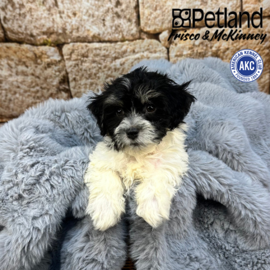 [#M08806] Black and Tan M Havanese Puppies for Sale