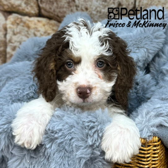 [#25112-03] Chocolate White Tan M Bernedoodle Mini 2nd Gen Puppies for Sale