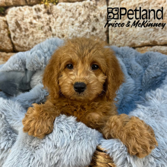 [#2535-02] Red M Labradoodle Mini 2nd Gen Puppies for Sale