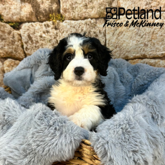[#2534-08] Black White / Tan F Bernedoodle Mini Puppies for Sale