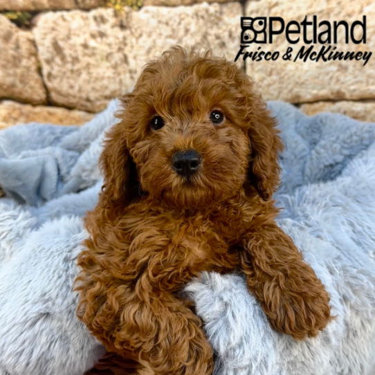 [#2535-04] Red M Labradoodle Mini 2nd Gen Puppies for Sale