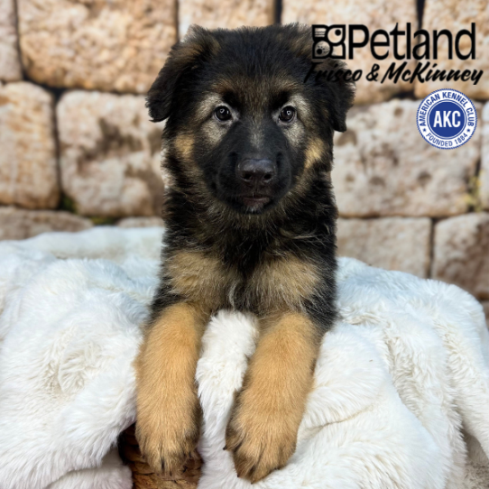 [#252064-05] Black / Tan M German Shepherd Dog Puppies for Sale