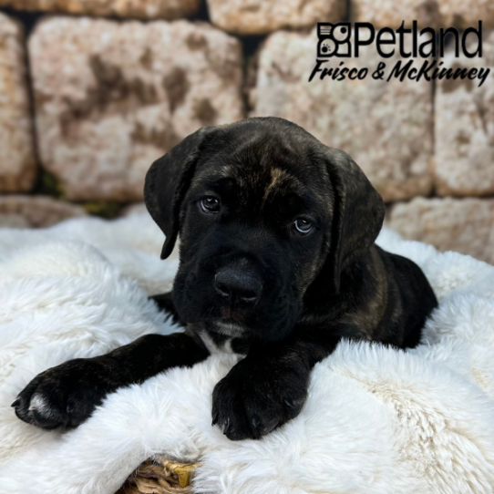 [#252039-06] Brindle M Cane Corso Puppies for Sale
