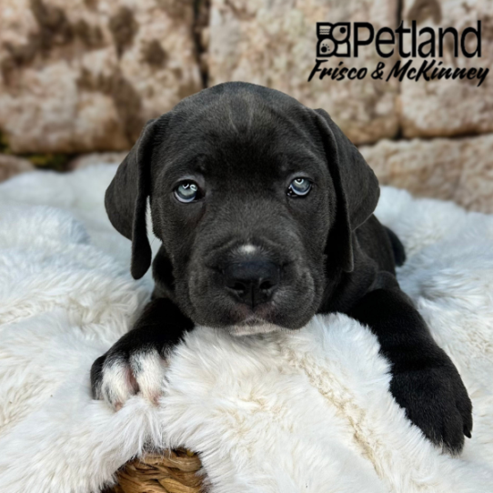 [#252039-02] Blue M Cane Corso Puppies for Sale