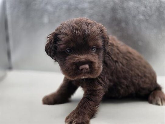 [#2584-01] Chocolate M Hippo Mini Puppies for Sale
