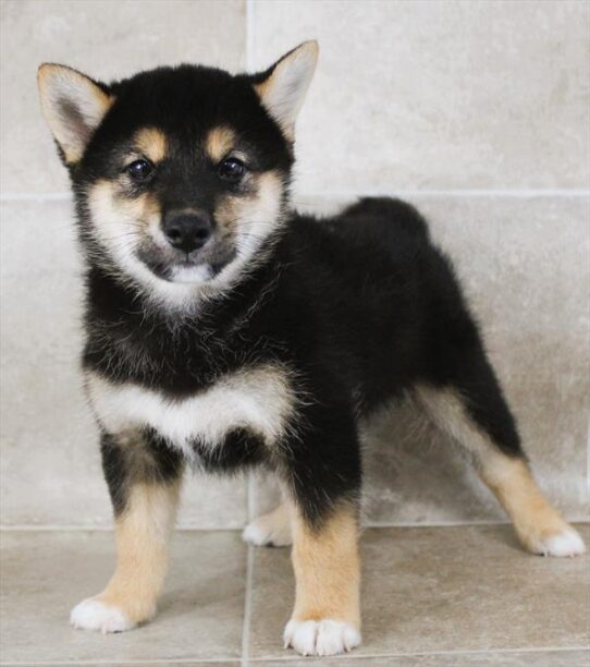 [#25328-01] Black / Tan M Shiba Inu Puppies for Sale