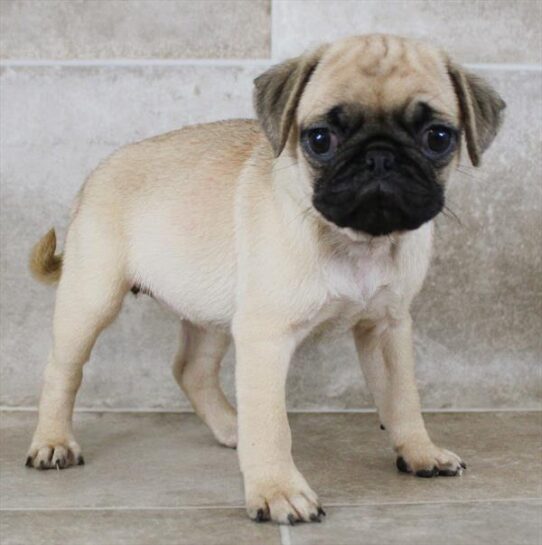 [#25329-02] Fawn F Pug Puppies for Sale