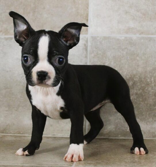 [#25332-05] Black / White F Boston Terrier Puppies for Sale