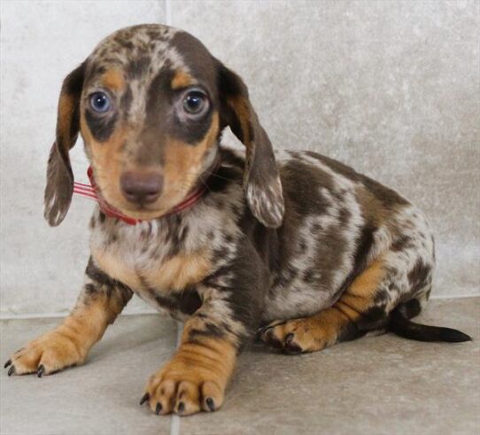 [#25330-03] Chocolate / Tan M Dachshund Puppies for Sale