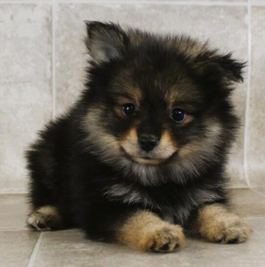 [#25325-05] Wolf Sable F Pomeranian Puppies for Sale