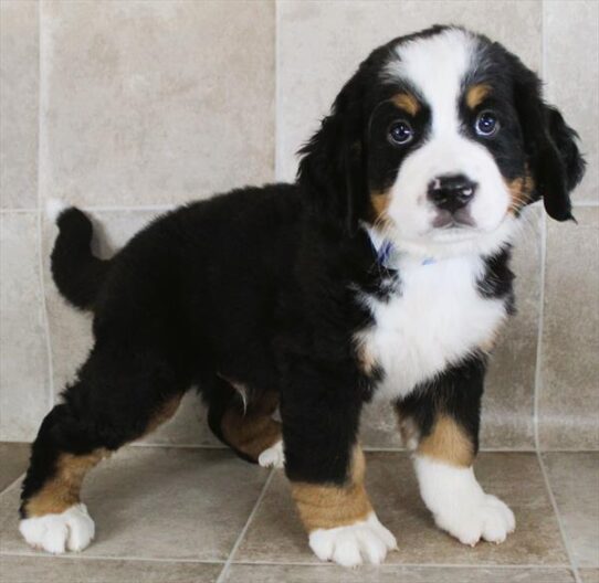 [#25333-01] Black Rust / White M Bernese Mountain Dog Puppies for Sale
