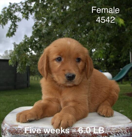 [#25528-04] Dark Golden M Golden Retriever Puppies for Sale