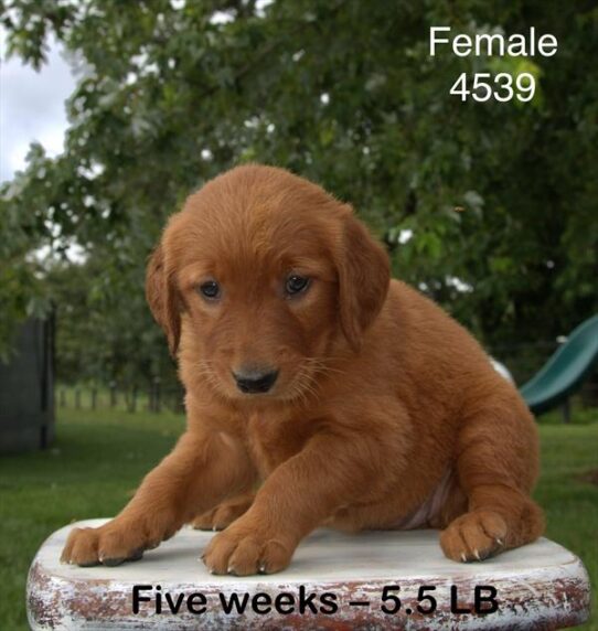 [#25528-05] Dark Golden F Golden Retriever Puppies for Sale