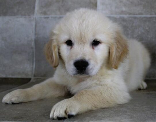 [#25337-02] Light Golden M Golden Retriever Puppies for Sale