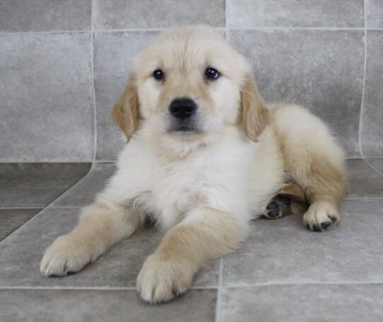 [#25337-03] Gold M Golden Retriever Puppies for Sale
