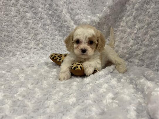 [#25114-01] Red / White F Cavapoo Puppies for Sale