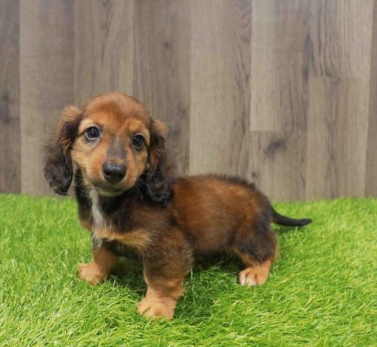 [#252025-02] Wild Boar M Dachshund Puppies for Sale