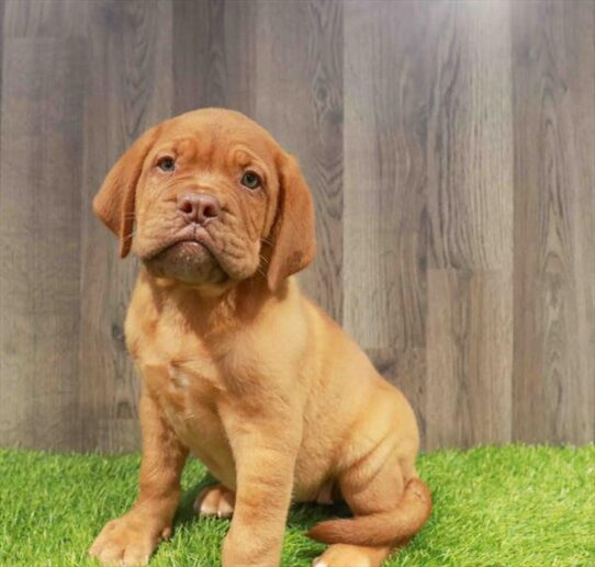 [#252027-03] Red F Dogue de Bordeaux Puppies for Sale