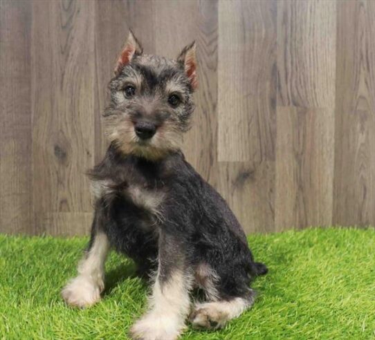 [#252029-02] Black / Silver M Miniature Schnauzer Puppies for Sale