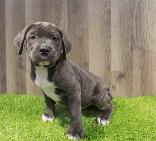[#252039-02] Blue M Cane Corso Puppies for Sale