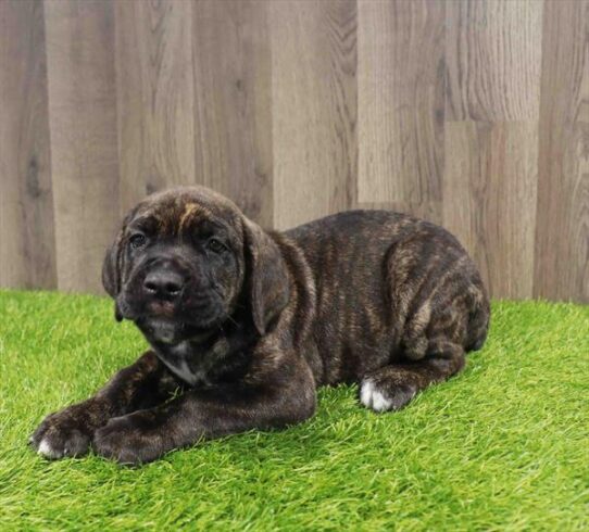 [#252039-06] Brindle M Cane Corso Puppies for Sale