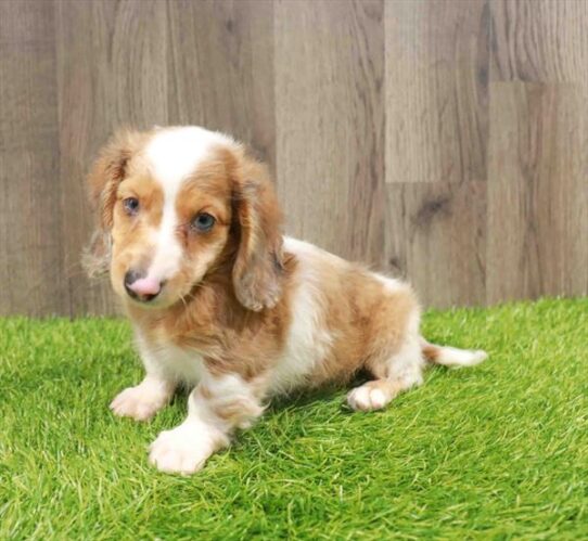 [#252041-01] Red Dapple M Dachshund Puppies for Sale