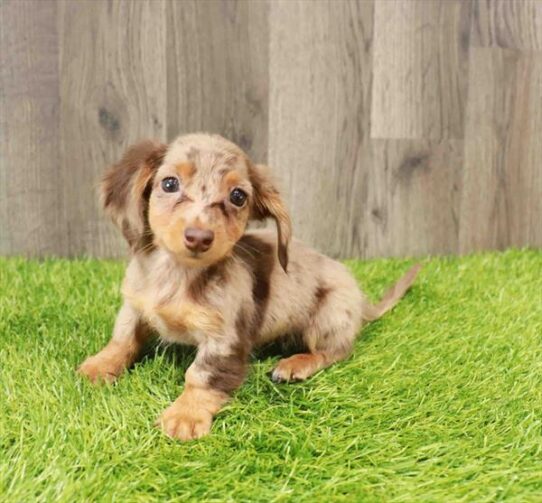 [#252041-02] Chocolate / Tan F Dachshund Puppies for Sale