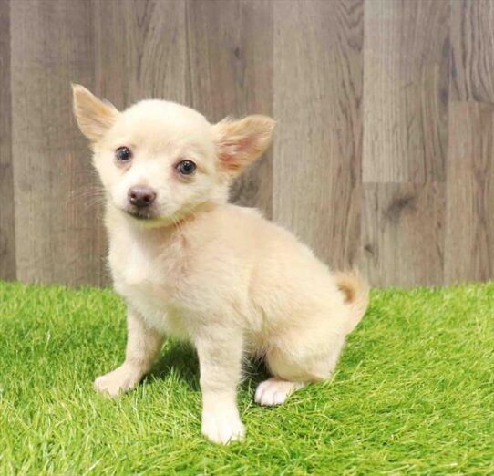 [#252049-01] Fawn M Chihuahua Puppies for Sale