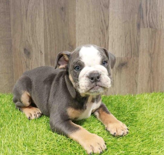 [#252056-02] Blue White / Tan M Bulldog Puppies for Sale