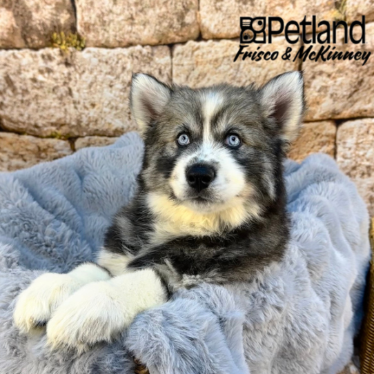 [#M08271] Agouti and white M Siberian Husky Puppies for Sale