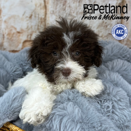 [#M08023] Chocolate M Havanese Puppies for Sale