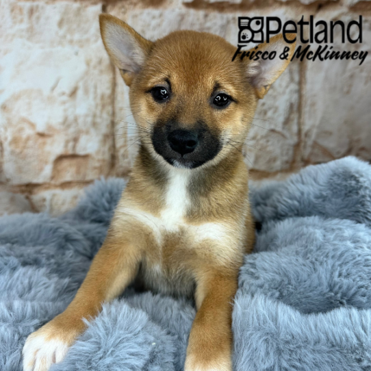 [#M08852] Red F Shiba Inu Puppies for Sale