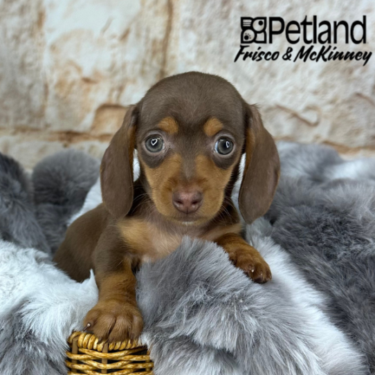 [#25110-05] Chocolate / Tan F Dachshund Puppies for Sale