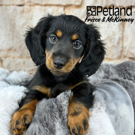 [#M08596] Black and Tan F Dachshund Puppies for Sale