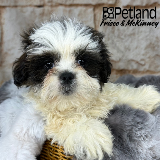 [#M08528] Grizzle M Lhasa Apso Puppies for Sale