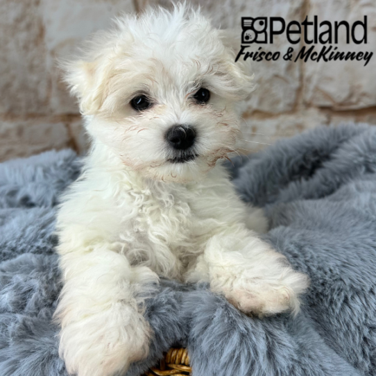 [#M08324] White M Maltese Puppies for Sale