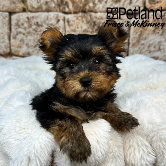 [#M09357] Black and Tan F Yorkshire Terrier Puppies for Sale