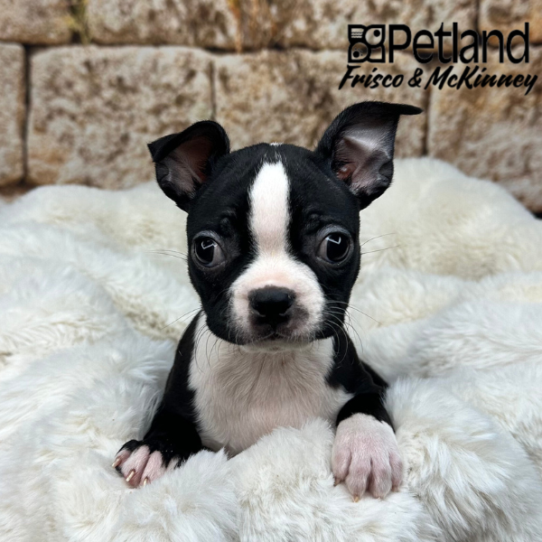 [#25332-05] Black / White F Boston Terrier Puppies for Sale