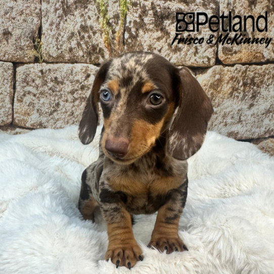 [#25330-03] Chocolate / Tan M Dachshund Puppies for Sale