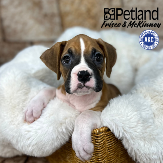 [#M08299] Fawn F Boxer Puppies for Sale
