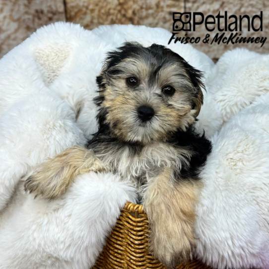 [#M08154] Black and Tan M Morkie Puppies for Sale