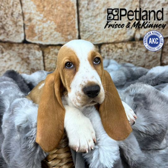[#M10688] Red and White M Basset Hound Puppies for Sale