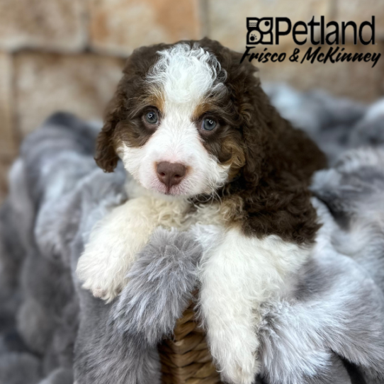 [#25112-01] Chocolate White Tan M Bernedoodle Mini 2nd Gen Puppies for Sale
