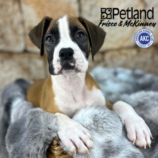 [#M07714] Fawn F Boxer Puppies for Sale