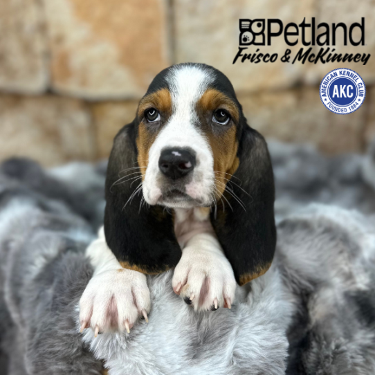 [#M08306] Black White and Tan F Basset Hound Puppies for Sale
