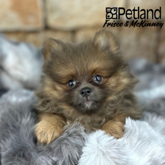 [#M10171] Blue Fawn M Pomeranian Puppies for Sale