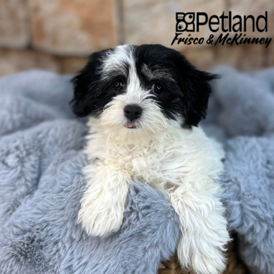 [#M08805] Black and Tan F Havanese Puppies for Sale