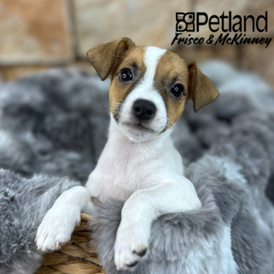 [#M08486] White and Red F Jack Russell Terrier Puppies for Sale