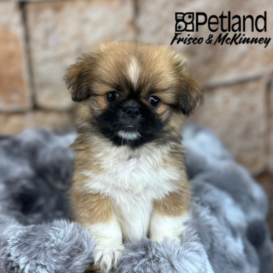 [#M08544] Red F Pekingese Puppies for Sale